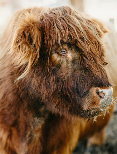 Fluffy Highland Cow fine art landscape photograph by Emma Willetts