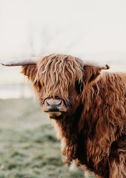 'Curly' Highland Cow Photographic Print, New Zealand