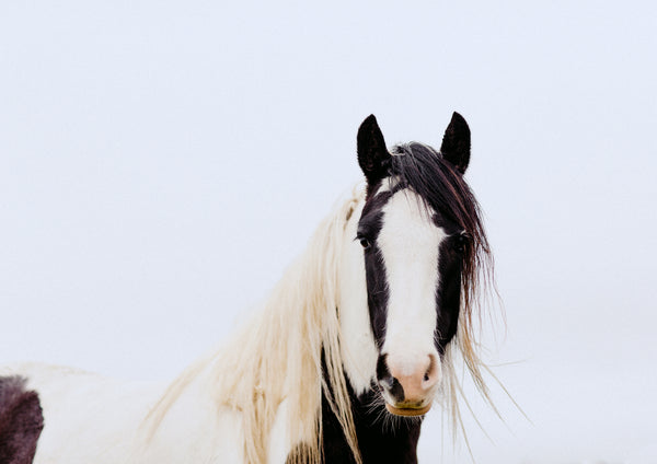 Pinto Horse fine art landscape photograph by Emma Willetts