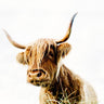 highland cow photographic print culloden scotland