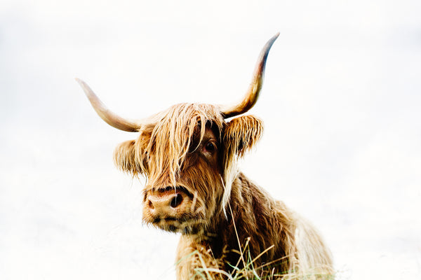 highland cow photographic print culloden scotland