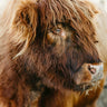 Fluffy Highland Cow fine art landscape photograph by Emma Willetts