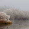 Kellands Pond Hoar Frost 2 | Kellands Pond fine art landscape photograph by Emma Willetts