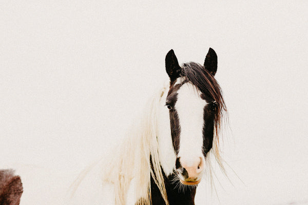 'Piebald Horse' Photographic Print, New Zealand