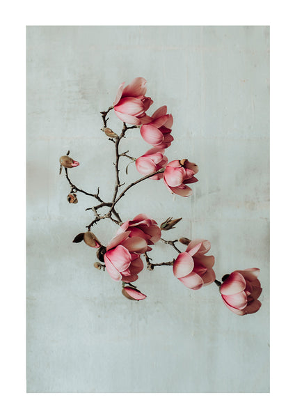 photo print of pink spring magnolia flowers